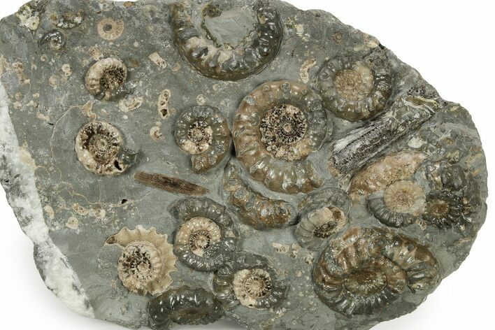 Plate Of Ammonite (Xipheroceras) Fossils - Dorset, England #242421